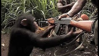 Chimpanzee With AK47 Shoots at Soldiers  Viral Truth  Vtv News [upl. by Wilona]