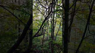 Scary Valley valley nature natureshorts naturelover jungle tree [upl. by Kcirdahs]