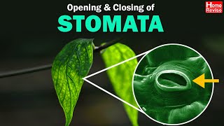 Stomata  Opening and Closing of Stomata  Class 10  Biology  ICSE Board  Home Revise [upl. by Aniwde]