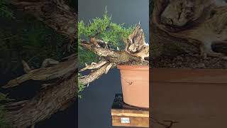 True Bonsai Technique bonsai bonsaitechniques [upl. by Aubry135]