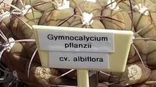 GYMNOCALYCIUM PFLANZII CV ALBIFLORA CACTUS [upl. by Whitaker]