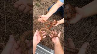 Double corn snake flip  snakes herping reptiles fyp [upl. by Lebezej791]