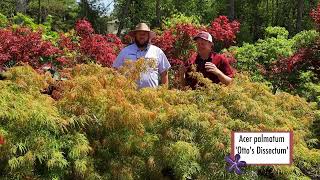 Add an Oriental Touch with Acer palmatum Ottos Dissectum a Stunning Laceleaf Japanese Maple Tree [upl. by Yrrem]