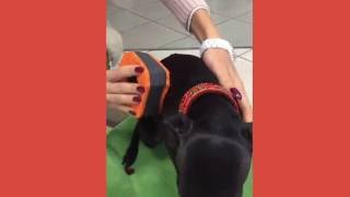 Spongina PET come si usa  how to use [upl. by Arvell885]