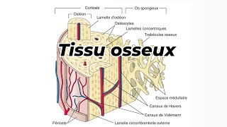 TISSU OSSEUX [upl. by Marianne]