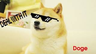 DOGE REMIX TRUMPET [upl. by Hasina]