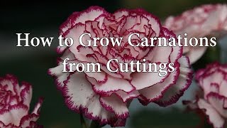 How to Grow Propagate Carnations or Dianthus from cuttings [upl. by Gregoire203]