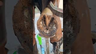 tiktok viral foryou farrier farrierlife farriersoftiktok horse hoof hoofcare satisfying [upl. by Ardnazxela]