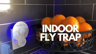 Fly Trap Indoor [upl. by Janel825]