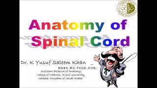 Anatomy of the SPINAL CORD  Dr Yusuf [upl. by Marja]