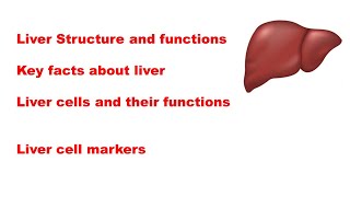 Liver Structure and function  Liver cells and liver cell markers and their functions [upl. by Yendys]