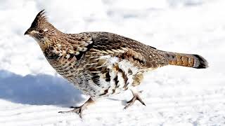 Sounds Of Nature  Ruffed grouse  Bird Sounds [upl. by Idak]