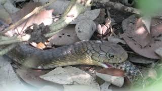 King cobra with Checkered keelback kill [upl. by Anastatius]