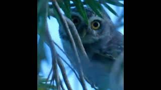 Spotted owlet [upl. by Anahsohs]