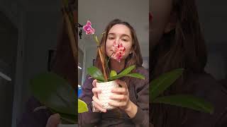 Office bloom report 111424 plantastix orchid africanviolets [upl. by Etnom]