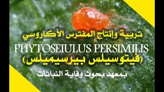 تربية وإنتاج المفترس الأكاروسي phytoseiuls persimilis احد عناصر المكافحة الحيوي فرصة عمل [upl. by Annaear]