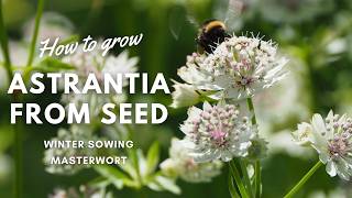 How to Grow Astrantia from Seed  Beginners Guide  Perennial Garden [upl. by Hinda]