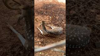 Bangladesh jatiyo chiriakhana zoo shortvideo [upl. by Etnoid]