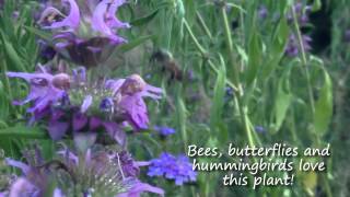 Horsemint Brings Butterflies Hummingbirds amp Bees to Your Garden  Texas Wildlife Diversity Program [upl. by Aivato497]