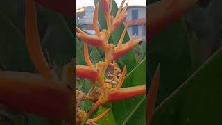 Heliconia psittacorum Camera Action  TO BE CONTINUED [upl. by Luciana]