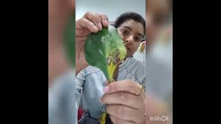 Cercospora leaf spot of Capsicum or Frog eye spot Diseases Priyanka Bhardwaj Plant Pathology [upl. by Sabir]