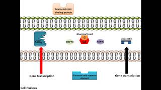 Glucocorticoids  AntiInflammation Mechanism of Action [upl. by Narcissus846]