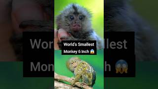 Fact About Pygmy Marmoset  Smallest Monkey monkey animals shorts [upl. by Nilo]