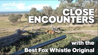 Close Encounters with the Best Fox Whistle Original [upl. by Eerok]