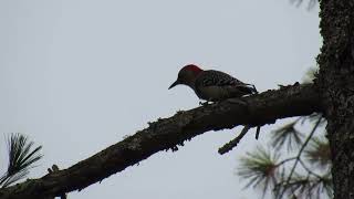 What I Saw Today Red Bellied Woodpecker [upl. by Schlessinger]