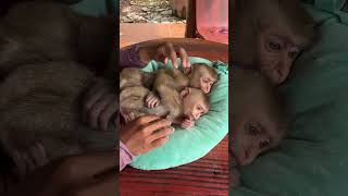 Monkeys like being cuddled monkey funny cuteanimals [upl. by Corell364]