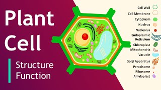 Stomata amp Guard Cells in Plants  GCSE Biology  kaysciencecom [upl. by Oinotnaocram]