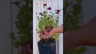 Watch Cheshire Grow week 5 [upl. by Aime]