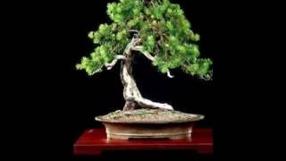 Cryptomeria japonica  Japanese Cedar Bonsai [upl. by Drahnreb]