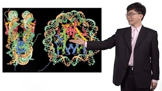 Taekjip Ha Johns Hopkins  HHMI 2 Combining FRET and optical trap to study the nucleosome [upl. by Valry]