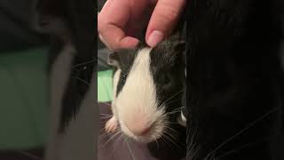 Guinea pig squeaking [upl. by Dollar]