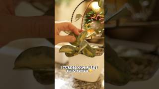 Propagating my favorite Hoya hoya plantpropagation houseplant tutorial fyp [upl. by Anoy]