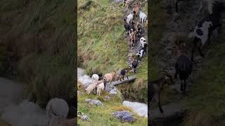 Cabras cruzando un rio de montaña en los picos de Europa cantabria asturias [upl. by Yrokcaz]