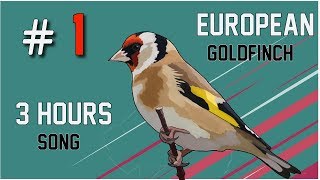 How to Attract Goldfinches [upl. by Toby]