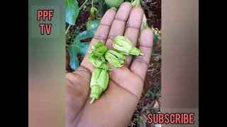 HOW TO CONTROL FLOWERS ABORTION fall off in PASSION FRUIT [upl. by Oned971]