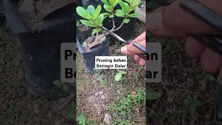 bonsai bonsaiindonesiachanel berkebun bonsaiindinesia fyp [upl. by Etnovad]