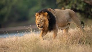 Lion Documentary  The Last Lions Of India  Wild Planet [upl. by Severin]