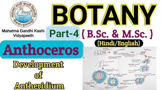 Reproduction in Anthoceros BSc 1st year Botany Bryophyta  Development of Antheridium  Anthoceros [upl. by Nofets82]