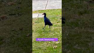 Purple Swamphen Sound  Separated from flock… bird swamphen lonely shorts [upl. by Ahsenre]