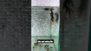 betta fish betta fyp feed aquarium fishcare music [upl. by Ai]