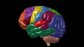 Brain Anatomy and Functions  Nucleus Health [upl. by Hort]