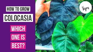 How to grow Colocasia  which one is best [upl. by Matronna]