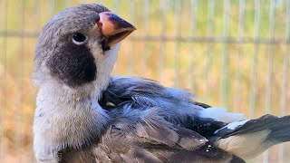 Zebra finch singing  This bird video will make your bird relax  finches bird sound [upl. by Mihsah]