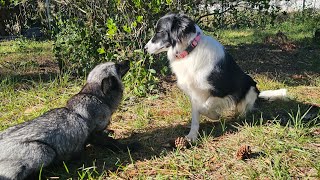 Border Collie Fauna plays with silver fox Piper [upl. by Okomot347]