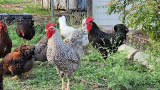 Black Australorp vs Barred Plymoth Rock Rooster crowing [upl. by Halyhs]