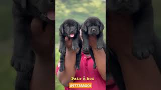 Top ten z black lab puppys sellytshorts youtubeshorts trendingshorts viralshorts [upl. by Arretal]